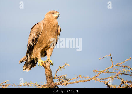 Un aigle perché sur un arbre mort, ogf et à la chasse, Valley Camp Mara conservancy Naboisho Afrique Kenya Banque D'Images