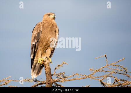 Un aigle perché sur un arbre mort, ogf et à la chasse, Valley Camp Mara conservancy Naboisho Afrique Kenya Banque D'Images