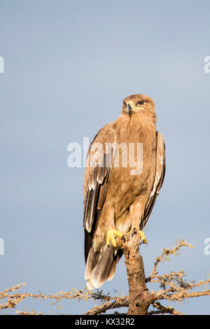 Un aigle perché sur un arbre mort, ogf et à la chasse, Valley Camp Mara conservancy Naboisho Afrique Kenya Banque D'Images