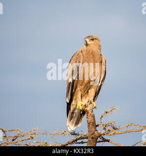 Un aigle perché sur un arbre mort, ogf et à la chasse, Valley Camp Mara conservancy Naboisho Afrique Kenya Banque D'Images