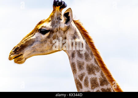 Gros plan d'une tête de girafe dans le centre de Kruger National Park en Afrique du Sud Banque D'Images