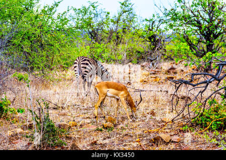 Zebra et Impala paissant dans la sécheresse savane du centre de Kruger Park en Afrique du Sud Banque D'Images