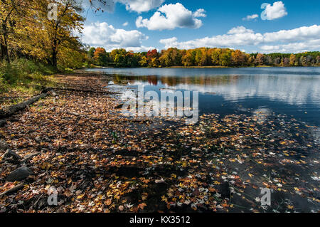 Les feuilles d'érable se sont répandues à la surface d'un lac au Québec à l'automne Banque D'Images