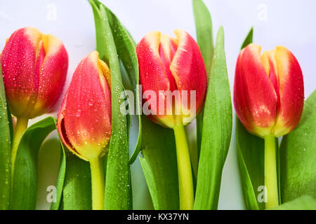 Magnifiques tulipes rouge et jaune, sur un fond blanc, place pour le texte Banque D'Images