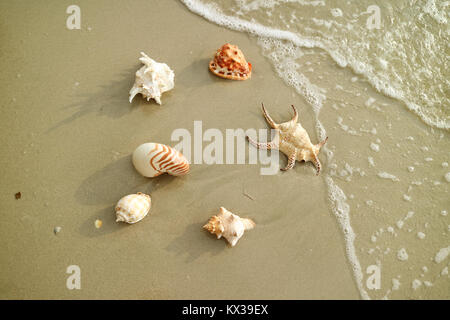 Six types de beaux coquillages éparpillés sur la plage en Thaïlande Banque D'Images