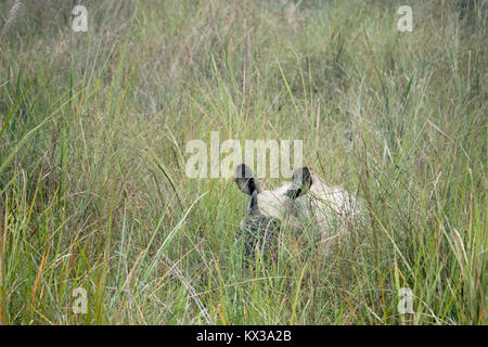 Une plus grande horner rhino (Rhinoceros unicornis) debout dans l'herbe haute dans le parc national de Chitwan, au Népal Banque D'Images