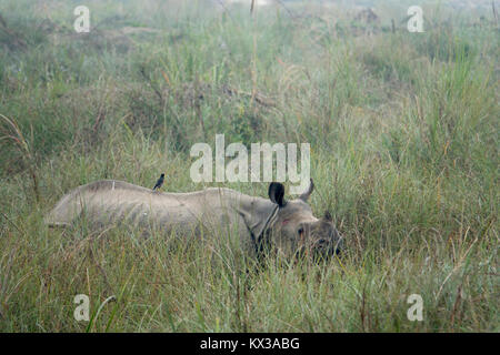 Une plus grande horner rhino (Rhinoceros unicornis) debout dans l'herbe haute dans le parc national de Chitwan, au Népal Banque D'Images