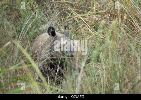 Une plus grande horner rhino (Rhinoceros unicornis) debout dans l'herbe haute dans le parc national de Chitwan, au Népal Banque D'Images