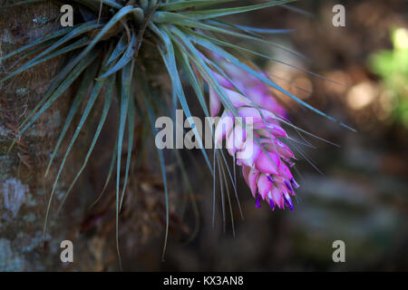 Le genre de broméliacées Tillandsia avec fleur rose jusqu'à un arbre dans la forêt atlantique de Petropolis, Brésil. Banque D'Images