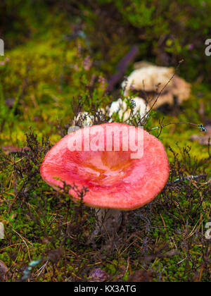 Champignon magnifique, Moss & Toadstools de Finlande Forêts Banque D'Images