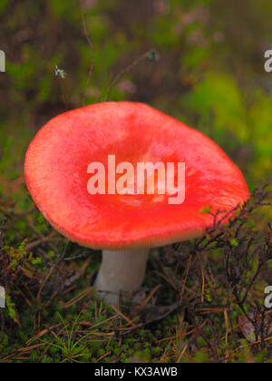 Champignon magnifique, Moss & Toadstools de Finlande Forêts Banque D'Images