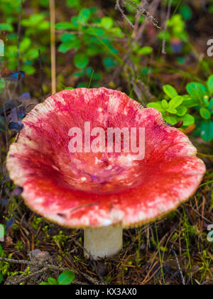 Champignon magnifique, Moss & Toadstools de Finlande Forêts Banque D'Images