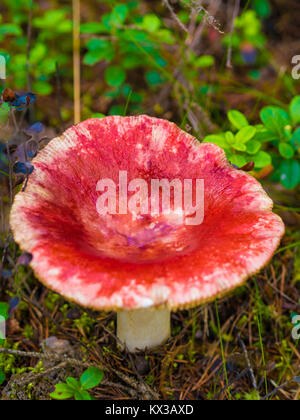 Champignon magnifique, Moss & Toadstools de Finlande Forêts Banque D'Images