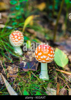 Champignon magnifique, Moss & Toadstools de Finlande Forêts Banque D'Images