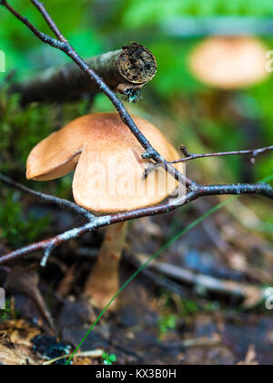 Champignon magnifique, Moss & Toadstools de Finlande Forêts Banque D'Images