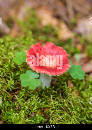 Champignon magnifique, Moss & Toadstools de Finlande Forêts Banque D'Images