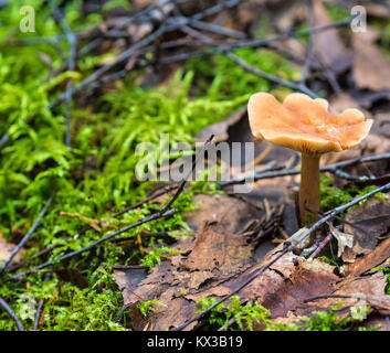 Champignon magnifique, Moss & Toadstools de Finlande Forêts Banque D'Images