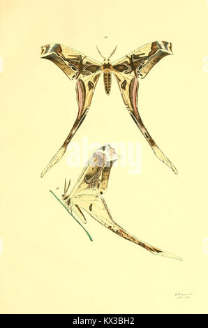 Ce travail scientifique fournit des descriptions détaillées et des illustrations des espèces de papillons, y compris leur taxonomie, leur anatomie et leur distribution écologique. Banque D'Images