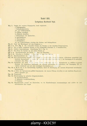 'Beiträge zur vergleichenden morphologie der Anneliden' offre des illustrations et des descriptions détaillées des annélides, en mettant l'accent sur leur morphologie comparative. Le travail fournit un aperçu de l'anatomie et de la classification de ces invertébrés. Banque D'Images