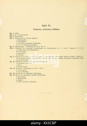 Cette section des travaux scientifiques sur la morphologie des annélides se concentre sur la plaque VI, offrant des illustrations et des descriptions de diverses espèces d'annélides pour l'étude biologique et la classification. Banque D'Images
