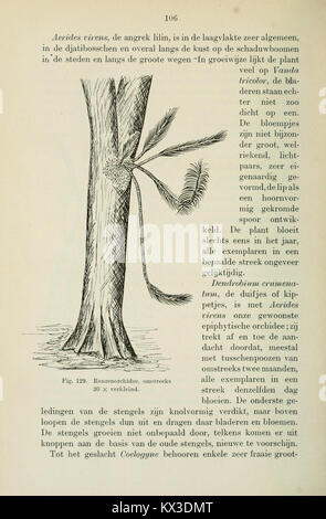 Beknopt leerboek der plantkunde voor Nederlandsch-Indië (page 106) BHL11325086 Banque D'Images