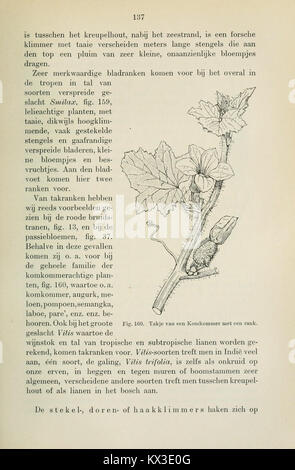 Beknopt leerboek der plantkunde Nederlandsch-Indië voor (page 137) BHL11325117 Banque D'Images