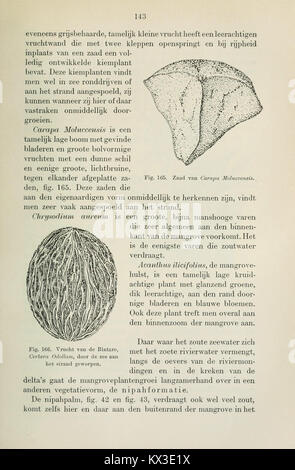 Beknopt leerboek der plantkunde voor Nederlandsch-Indië (page 143) BHL11325123 Banque D'Images