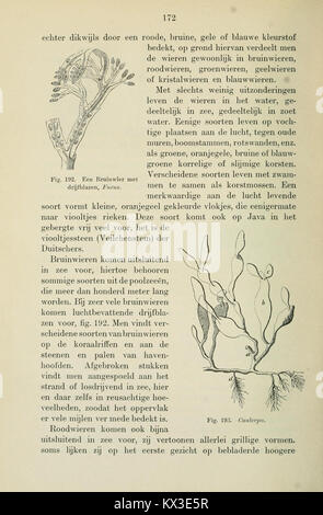 Beknopt leerboek der plantkunde voor Nederlandsch-Indië (page 172) BHL11325152 Banque D'Images