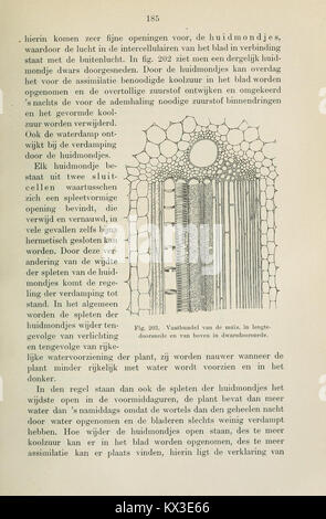 Beknopt leerboek der plantkunde voor Nederlandsch-Indië (page 185) BHL11325165 Banque D'Images