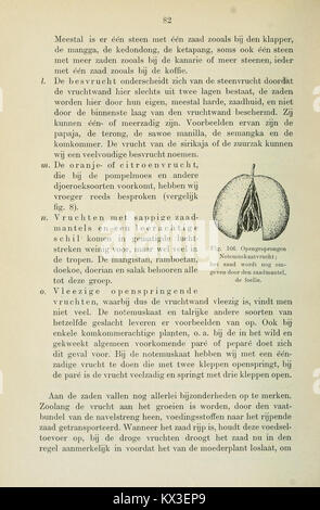 Beknopt leerboek der plantkunde voor Nederlandsch-Indië (page 82) BHL11325062 Banque D'Images