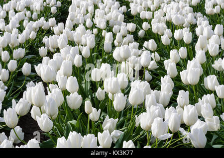 Domaines de tulipes blanches en pleine floraison. Festival des tulipes, Woodburn, Oregon Banque D'Images