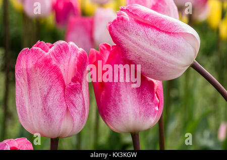 Tulipe rose fleurs en pleine floraison à un tulip farm Banque D'Images