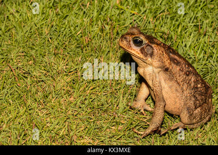 Un gros plan d'une Marine Toad au Costa Rica. Banque D'Images