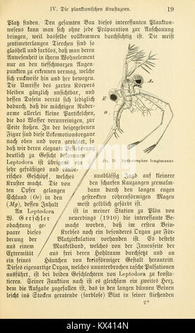 Une étude scientifique des espèces de plancton d'eau douce, détaillant la taxonomie, la morphologie et les caractéristiques écologiques à la page 19. Banque D'Images