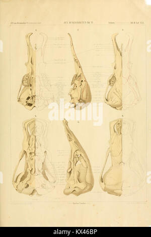 Une illustration tirée de Der Schädelbau der Monotremen, un ouvrage scientifique allemand du XIXe siècle, représentant la structure du crâne des monotrèmes. L'image fournit des informations anatomiques détaillées sur ces mammifères pondeurs. Banque D'Images