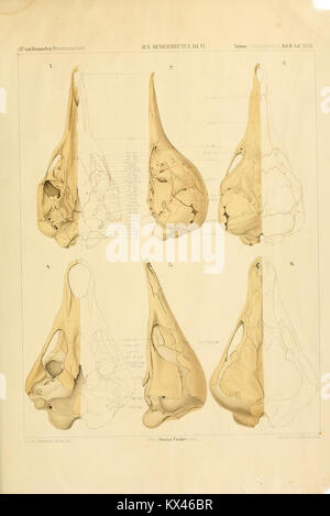Une illustration anatomique tirée de 'Der Schädelbau der Monotremen', montrant l'étude détaillée des structures crâniennes dans les monotrèmes, mettant en évidence les traits évolutifs uniques des mammifères pondeurs d'œufs. Banque D'Images