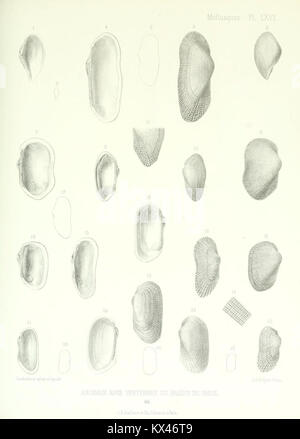 Ce travail décrit des animaux invertébrés découverts dans le bassin parisien, complétant des études antérieures sur les coquilles fossiles. Il fournit des informations supplémentaires sur les découvertes paléontologiques de la région, en se concentrant sur les invertébrés. Banque D'Images