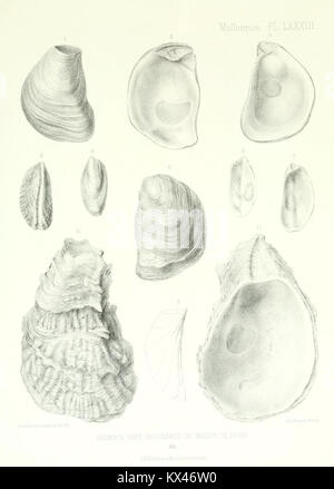 Ce travail décrit des animaux invertébrés découverts dans le bassin parisien, en complément des descriptions antérieures des coquilles fossiles dans la région. Il comprend des aperçus détaillés sur les espèces, enrichissant la recherche paléontologique. Banque D'Images
