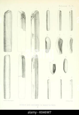 Une étude scientifique des fossiles d'invertébrés du bassin parisien, développant les descriptions antérieures des coquilles fossiles. Il fournit une classification et une analyse détaillées des espèces dans un cadre géologique et paléontologique. Banque D'Images