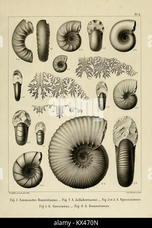 Description des mollusques fossiles qui se trouvent dans les grès verts des environs de Genève (9525353910) Banque D'Images