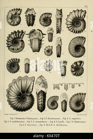 Description des mollusques fossiles qui se trouvent dans les grès verts des environs de Genève (9525359724) Banque D'Images