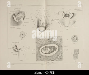 L'étude analyse l'anatomie urogénitale de l'orang-outan femelle, contribuant à la biologie des primates, à l'anatomie comparée et à la recherche évolutive en mammalogie. Banque D'Images