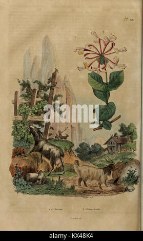 Planche 100 du 'Dictionnaire pittoresque d'histoire naturelle et des phénomènes de la nature', illustrant des phénomènes d'histoire naturelle. Banque D'Images