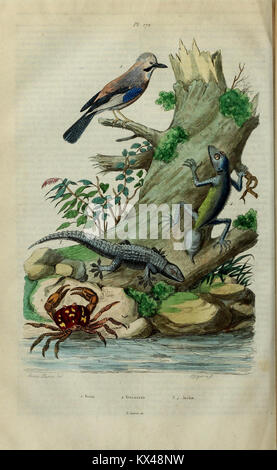 La planche 172 du 'Dictionnaire pittoresque d'histoire naturelle et des phénomènes de la nature' illustre les phénomènes naturels et les espèces, soutenant l'étude scientifique de la nature. Banque D'Images