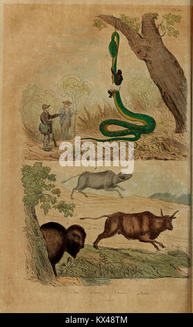 Planche 50 du 'Dictionnaire pittoresque d'histoire naturelle' montrant des illustrations détaillées de plantes, d'animaux et de processus naturels Banque D'Images