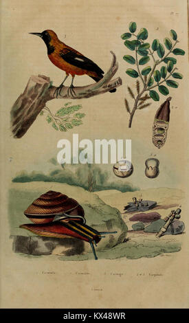 Dictionnaire pictural d'histoire naturelle décrivant les organismes et les phénomènes naturels, utilisé pour la recherche scientifique et l'éducation au XIXe siècle. Banque D'Images