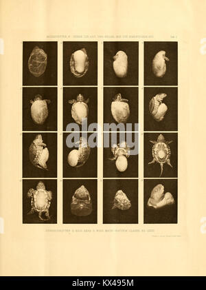 Beiträge zur Entwicklungsgeschichte der europäischen Sumpfschildkröte (Emys lutaria Marsili) BHL12209771 Banque D'Images