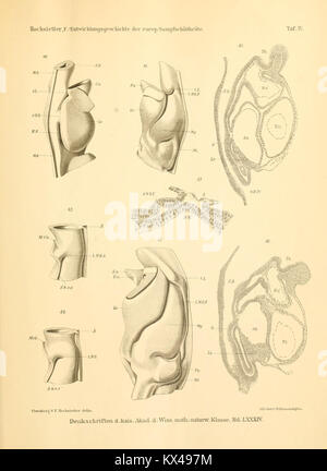 Beiträge zur Entwicklungsgeschichte der europäischen Sumpfschildkröte (Emys lutaria Marsili) BHL12209870 Banque D'Images