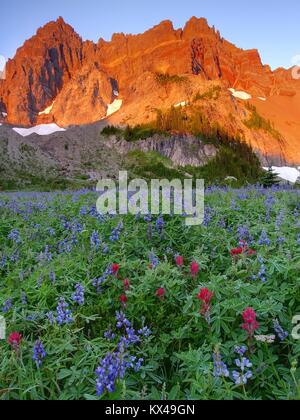 Pré de fleurs sauvages à trois doigts et Jack à l'extérieur de l'Oregon Soeurs Banque D'Images