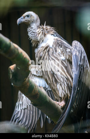 Vautour de l'Himalaya Himalaya ou vautour fauve (Gyps himalayensis) Banque D'Images